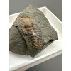 Trilobit Ellipsocephalus hoffi – Jince, ČR