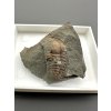 Trilobit Ellipsocephalus hoffi – Jince, CZ