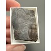 Trilobit Ellipsocephalus hoffi – Jince, CZ