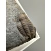 Trilobit Ellipsocephalus hoffi – Jince, CZ