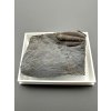 Trilobit Ellipsocephalus hoffi – Jince, ČR