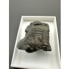 Trilobit Ellipsocephalus hoffi – Jince, ČR