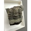 Trilobit Ellipsocephalus hoffi – Jince, CZ