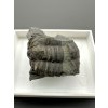 Trilobit Ellipsocephalus hoffi – Jince, ČR