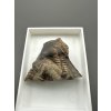 Trilobit Ellipsocephalus hoffi – Jince, CZ