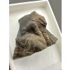 Trilobit Ellipsocephalus hoffi – Jince, ČR