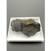 Trilobit Ellipsocephalus hoffi – Jince, CZ