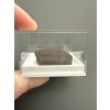 Trilobit Ellipsocephalus hoffi – Jince, CZ