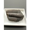 Trilobit Ellipsocephalus hoffi – Jince, ČR