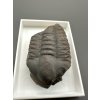 Trilobit Ellipsocephalus hoffi – Jince, ČR