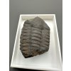 Trilobit Ellipsocephalus hoffi – Jince, CZ