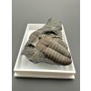 Trilobite Ellipsocephalus hoffi – Jince, CZ