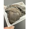 Trilobite Ellipsocephalus hoffi – Jince, CZ