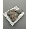 Trilobite Ellipsocephalus hoffi – Jince, CZ