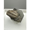 Trilobit Ellipsocephalus hoffi – Jince, CZ