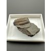 Trilobite Ellipsocephalus hoffi – Jince, CZ