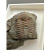Trilobit Ellipsocephalus hoffi – Jince, CZ