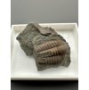 Trilobit Ellipsocephalus hoffi – Jince, ČR