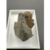 Trilobit Ellipsocephalus hoffi – Jince, CZ