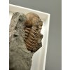 Trilobit Ellipsocephalus hoffi – Jince, ČR