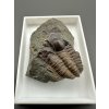 Trilobit Ellipsocephalus hoffi – Jince, CZ