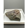 Trilobit Ellipsocephalus hoffi – Jince, ČR