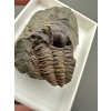 Trilobit Ellipsocephalus hoffi – Jince, CZ