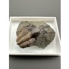 Trilobite Ellipsocephalus hoffi – Jince, CZ