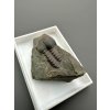 Trilobit Ellipsocephalus hoffi – Jince, CZ