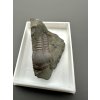 Trilobit Ellipsocephalus hoffi – Jince, CZ