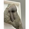 Trilobit Ellipsocephalus hoffi – Jince, CZ