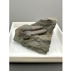 Trilobit Ellipsocephalus hoffi – Jince, CZ