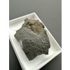 Trilobit Ellipsocephalus hoffi – Jince, ČR