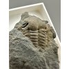 Trilobit Ellipsocephalus hoffi – Jince, ČR