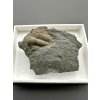 Trilobit Ellipsocephalus hoffi – Jince, ČR