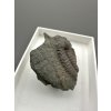 Trilobit Ellipsocephalus hoffi – Jince, ČR