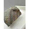 Trilobit Ellipsocephalus hoffi – Jince, CZ