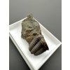 Trilobit Ellipsocephalus hoffi – Jince, CZ