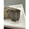 Trilobit Ellipsocephalus hoffi – Jince, CZ