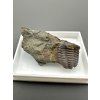 Trilobit Ellipsocephalus hoffi – Jince, ČR