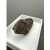 Trilobit Ellipsocephalus hoffi – Jince, CZ