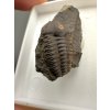 Trilobit Ellipsocephalus hoffi – Jince, CZ