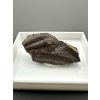 Trilobit Ellipsocephalus hoffi – Jince, ČR