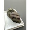 Trilobite Ellipsocephalus hoffi – Jince, CZ