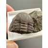 Trilobit Ellipsocephalus hoffi – Jince, ČR