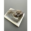 Trilobite Ellipsocephalus hoffi – Jince, CZ