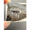 Trilobit Ellipsocephalus hoffi – Jince, ČR