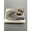 Trilobit Ellipsocephalus hoffi – Jince, ČR