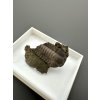 Trilobit Ellipsocephalus hoffi – Jince, CZ