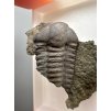 Trilobit Ellipsocephalus hoffi – Jince, CZ